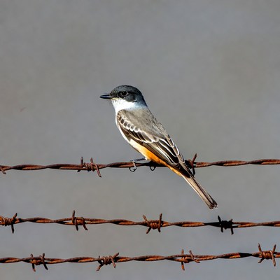Vermilion Flycatcher perched on barbed wire