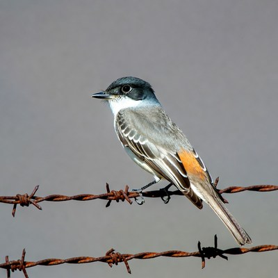 Vermilion Flycatcher perched on barbed wire