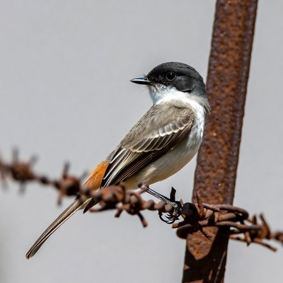 Vermilion Flycatcher perched on barbed wire