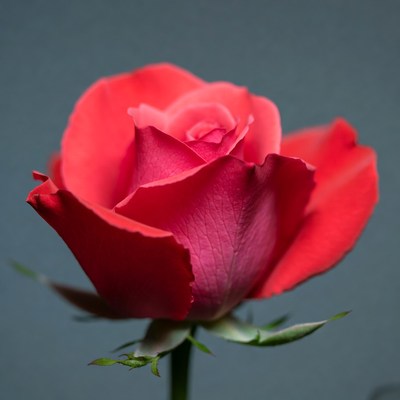 Red Rose on Gray Background