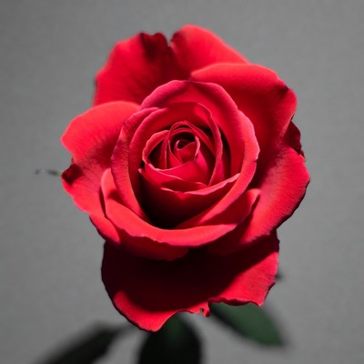 Red Rose on Gray Background