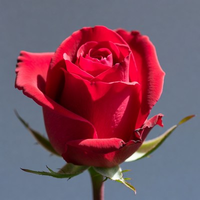 Red Rose on Gray Background