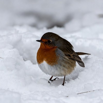 Robin standing in snow