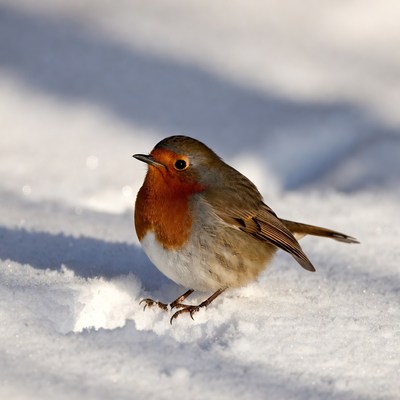 Robin standing in snow