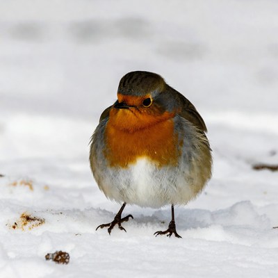 Robin standing in snow