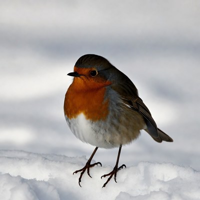 Robin standing in snow