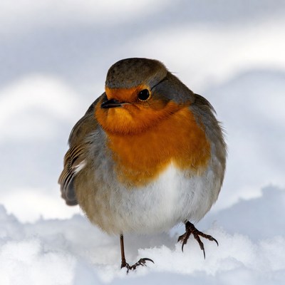 Robin standing in snow