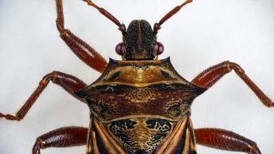 Brown Stink Bug Top View