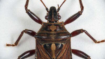 Close-up of brown shield bug