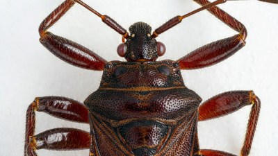 Closeup of brown stink bug