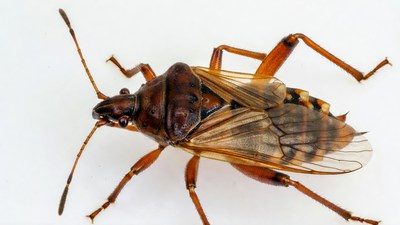 Brown Stink Bug on White Background