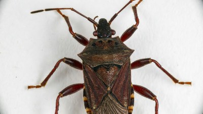 Brown Stink Bug on White Background