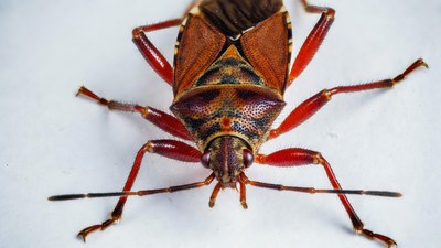 Red Stink Bug on White Background