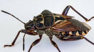 Closeup of brown and black shield bug