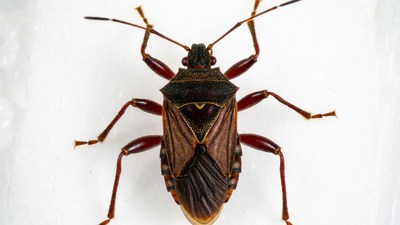 Brown Stink Bug on White Background