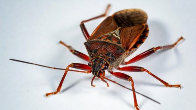 Brown Stink Bug on White Background