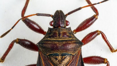 Closeup of red-brown shield bug