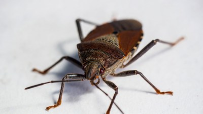Brown Shield Bug on White Background