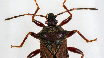 Brown Stink Bug Top View
