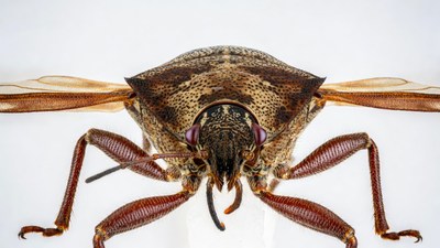 Close-up of Brown Stink Bug