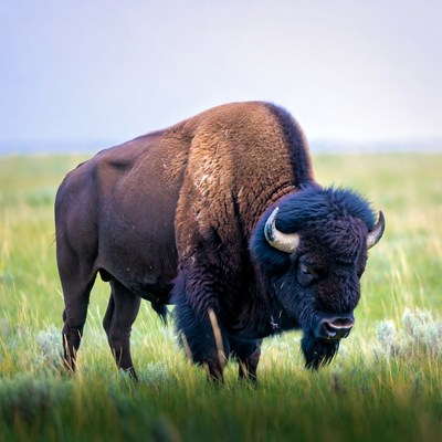 Bison standing in green grass field