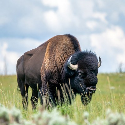 Bison grazing in grassy field