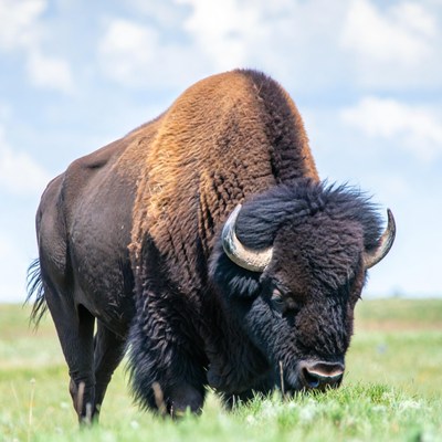 Bison grazing in green grass