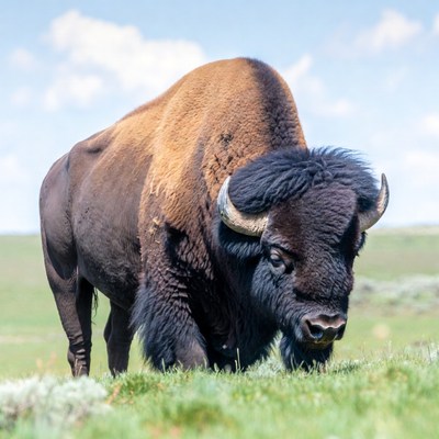 Bison standing in green grassland