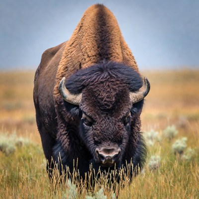Bison standing in grassy field