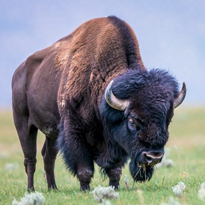 Bison grazing in grassy field