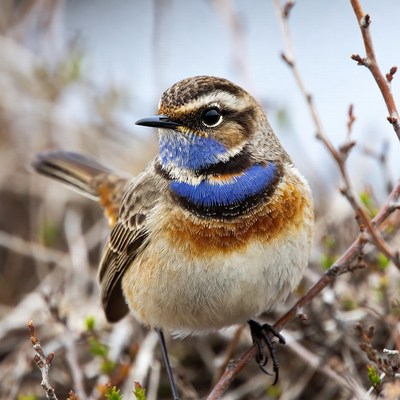 Whinchat bird on branch