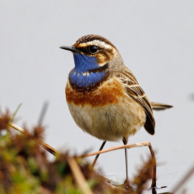 Whinchat bird on grass stems