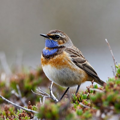 Whinchat bird with blue throat