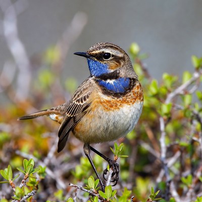 Whinchat bird on green bush