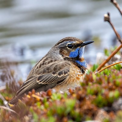 Blue-throated bird on lakeside plants