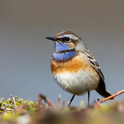 Whinchat bird on branch