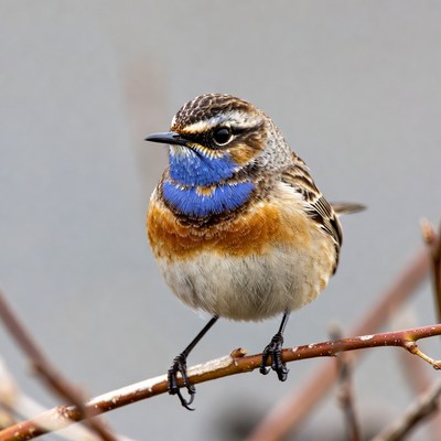 Whinchat bird on branch