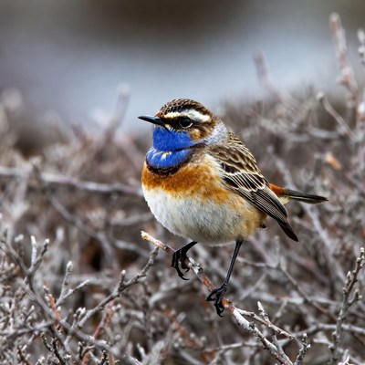Whinchat bird on twig