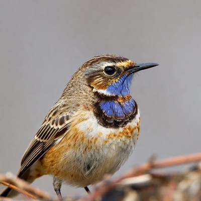 Whinchat bird with blue throat