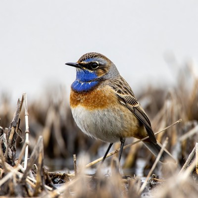 Whinchat bird on dry grass