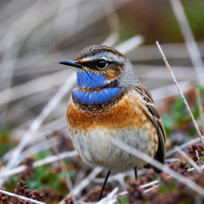 Whinchat bird on grass