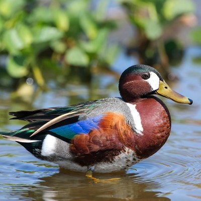 Male Wood Duck swimming in water