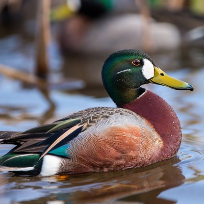 Male mallard duck in water