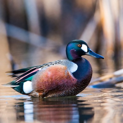 Male Mallard Duck in Water