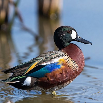 Male Cinnamon Teal Swimming in Water