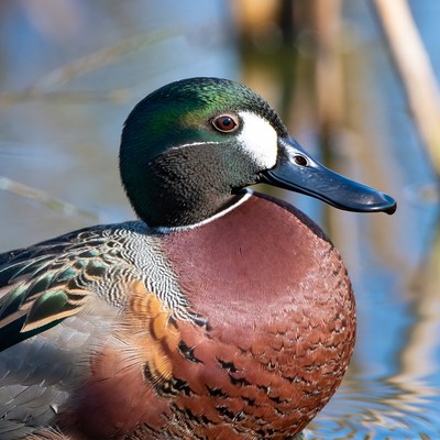 Male Mallard Duck in Water