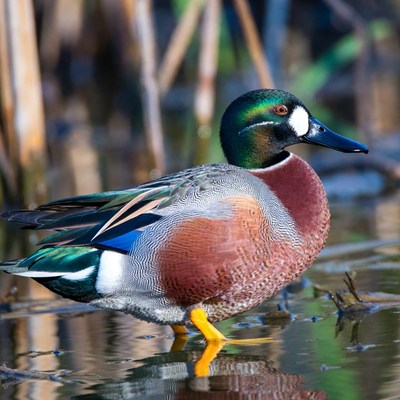 Male Mallard Duck in Reeds