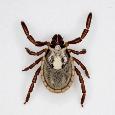 Brown Dog Tick on White Background