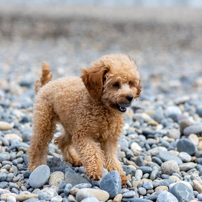 Toy poodle puppy holding ball on beach