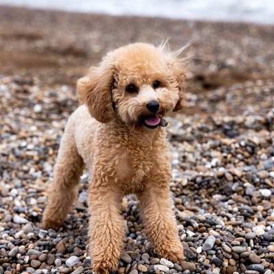 Toy Poodle on Beach Pebbles